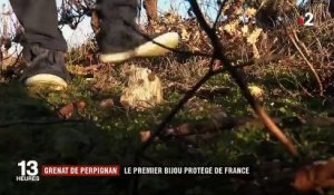 Grenat de Perpignan : le premier bijou protégé de France