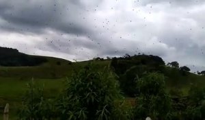 Des milliers d'araignées dans le ciel brésilien... Terrifiant