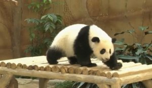 Bébé panda fête son premier anniversaire