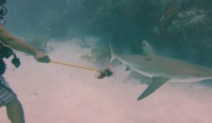 Un plongeur se fait charger par un requin et se fait voler sa caméra