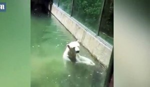 Un ours polaire essaye de ramener un oiseau à la vie