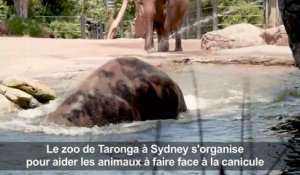 Australie: les animaux d'un zoo de Sydney combattent la canicule