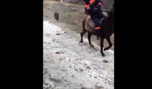 Un chat s'accroche à la queue d'un cheval et c'est le drame