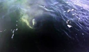 Ces touristes rencontrent un grand requin blanc, Barnstable Harbor, Cape Cod