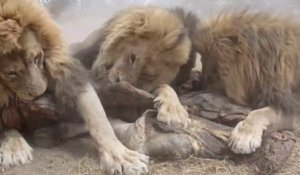 Il est l'heure de manger pour ces lions du Zimbabwe... Impressionnant