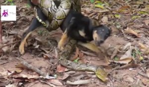 Il sauve un chien sur le point de se faire dévorer par un python