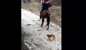 Un chat s'accroche à la queue d'un cheval qui va lui mettre un coup de sabot pour s'en débarrasser