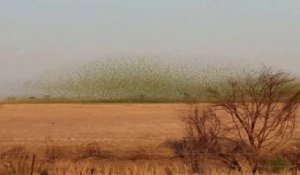 Il filme la migration de milliers d'oiseaux et c'est impressionnant