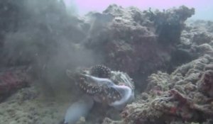Terrible combat entre 2 poulpes en pleine mer
