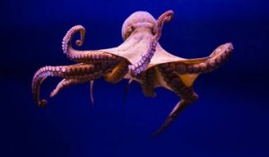 La pieuvre, une créature marine très intelligente
