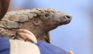 Le pangolin : l'animal le plus braconné du monde