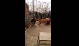 Un lion et un tigre "jouent" ensemble