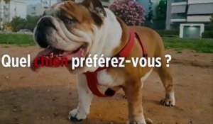 Quel est le chien préféré des Français en 2018 ?