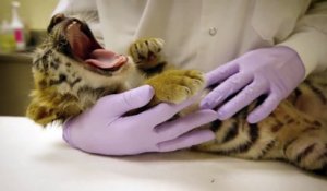 La vidéo adorable du jour : gros calin avec un bébé tigre