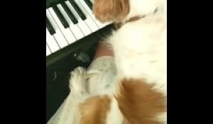 Il crée de la musique.. avec son chien qui joue au piano !
