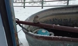 Un homme sauve un oiseau bloqué par le gel.