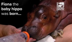 La vie d'un bébé hippopotame en zoo