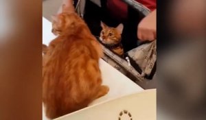 Ce Chien Claque Des Dents Quand On Lui Grattouille Les Oreilles Sur Orange Videos