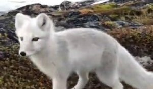 Ce photographe va avoir la visite d'un renard arctique adorable et pas timide