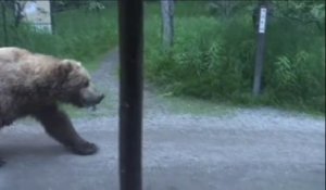 Ils croisent un énorme ours brun juste devant chez eux