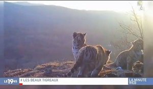 Buzz : Des images rares de bébés tigres de Sibérie en liberté ont été publiées par un parc national - Regardez