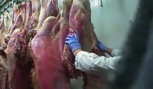 Un abattoir polonais commercialise de la viande avariée