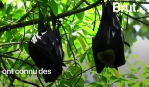 Australie : la chaleur tue les chauves-souris