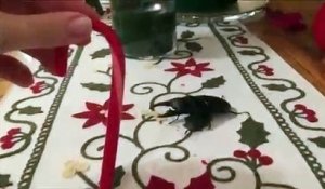 Ce scarabée n'aime pas les sucres d'orge