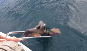 Un jeune lion de mer blessé vient demander de l'aide à un bateau