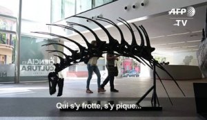 Un dinosaure se défendant avec ses épines découvert en Argentine