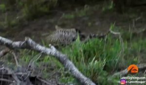 Une maman ratel sauve son petit de 2 ans attaqué par un léopard
