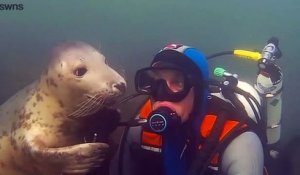 Un phoque adorable fait un énorme câlin à un plongeur !