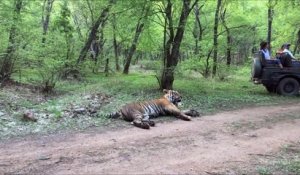 Ces touristes croisent un tigre pas très agressif en pleine forêt