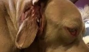 Un chien avec des dents dans l'oreille