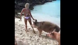 Cette top model Instagram se fait mordre aux fesses par un cochon aux Bahamas