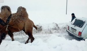 Dégager une voiture de la neige.. avec un chameau !