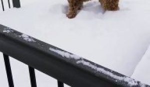 Ce chien galère dans la neige avec sa collerette... adorable