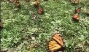 Cette vidéo en ultra-ralenti de milliers de papillons monarques dans un champ Mexicain est littéralement époustouflante