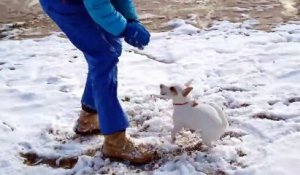 Ce chien devient fou en cherchant une balle.. en neige !