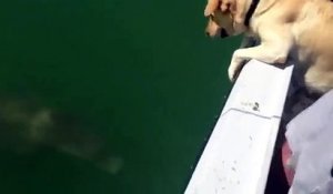 Ce chien tape la discute avec un dauphin