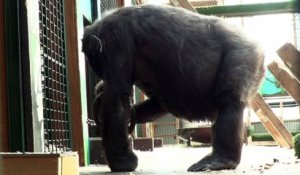 Gypsy premier bébé gorille né depuis dix ans au parc zoologique de Saint-Martin-la-Plaine (Loire)