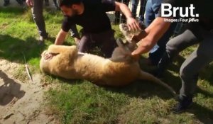 En Palestine, les éleveurs d'un zoo maltraitent les animaux en captivité