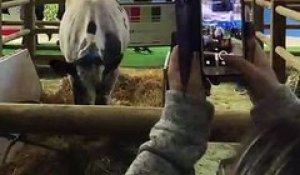 Imminence, vache égérie du Salon de l'agriculture, reste cool sous les flashs