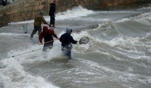 Pêche miraculeuse à Malte : des poissons "volaient" dans les rues