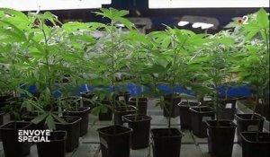 Cannabis thérapeutique : une plante à fort potentiel qu’on n’utilise pas encore en France
