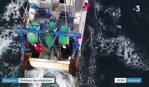 Pêche : les dauphins victimes des chalutiers