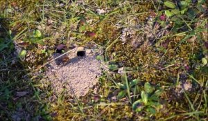 Forbach : des abeilles solitaires dans la cour de l'école Louis Houpert