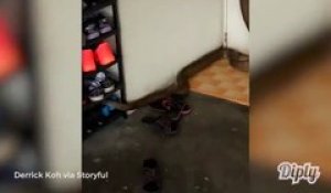 Un énorme cobra tente de rentrer dans une maison en Malaisie...