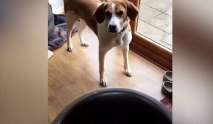 Ce chien adore les croquettes !