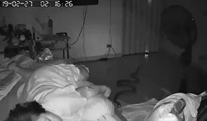 Un énorme python mord une grand-mère pendant qu'elle dormait